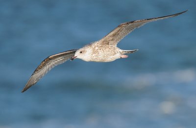 Zilvermeeuw-Herring Gull