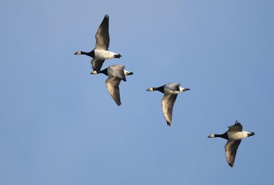 Brandgans- Barnacle Goose