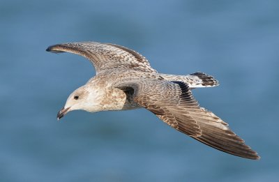 Zilvermeeuw-Herring Gull