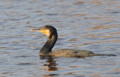 Aalscholver -Great Cormorant