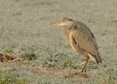 Blauwe reiger -Grey Heron