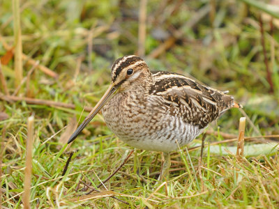 Watersnip-Common Snipe