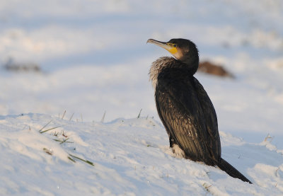 Aalscholver -Great Cormorant