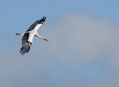 Ooievaar-White Stork