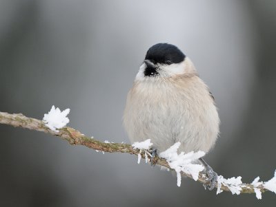 Glanskop-Marsh Tit