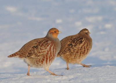 Patrijs-Grey Partridge