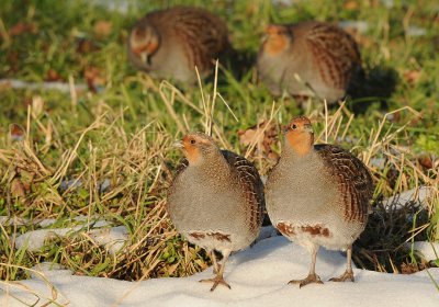 Patrijs-Grey Partridge