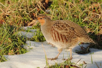 Patrijs-Grey Partridge