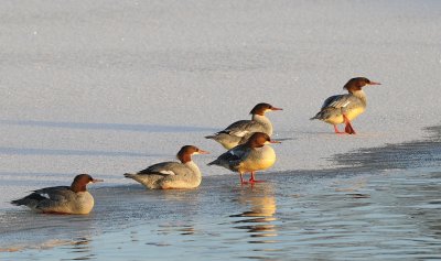 Grote zaagbek-Goosander