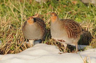 Patrijs-Grey Partridge