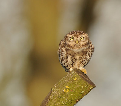 Steenuil -Little Owl