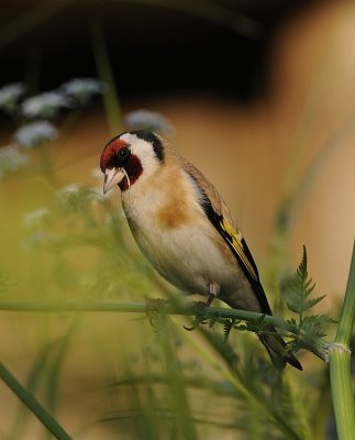 Putter-Goldfinch