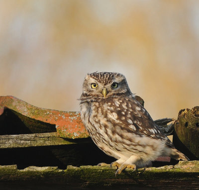 Steenuil -Little Owl