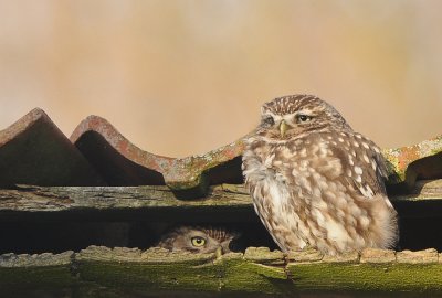 Steenuil -Little Owl