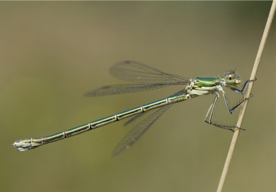 Tengere pantserjuffer-Small Spreadwing