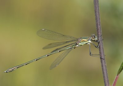 Houtpantserjuffer -Green Emerald Damselfly