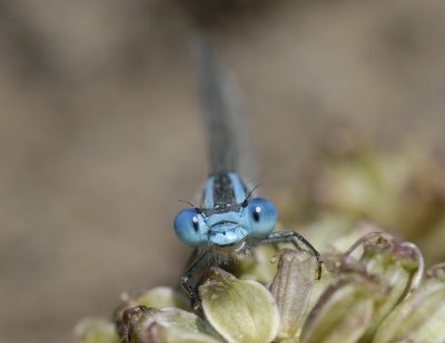 Kanaaljuffer-Marked Damselfly