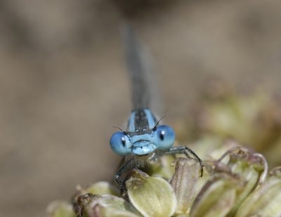 Kanaaljuffer-Marked Damselfly