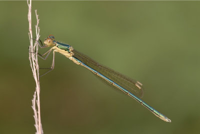 Tengere pantserjuffer-Small Spreadwing-