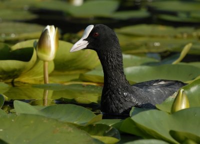 Meerkoet -Common Coot