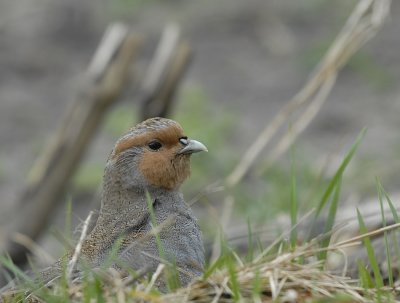 Patrijs-.Grey Partridge.