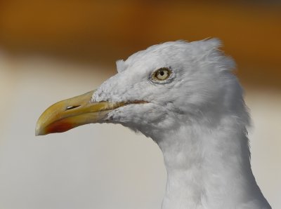 Zilvermeeuw-Herring Gull