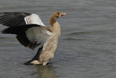 Nijlgans-Egyptian Goose