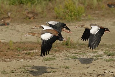 Nijlgans-Egyptian Goose