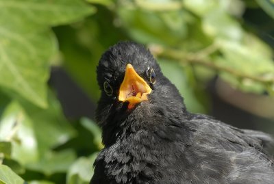 Merel-Blackbird