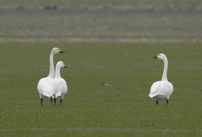 Kleine zwaan-TundraSwan