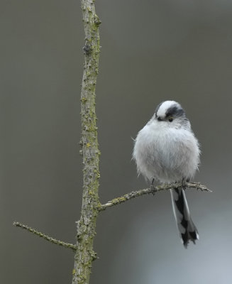 Staartmees-Long-tailed Tit