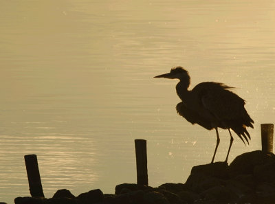 Blauwe reiger -Grey Heron.