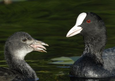 Meerkoet -Common Coot