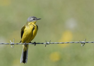 Gele kwikstaart.-Yellow Wagtail