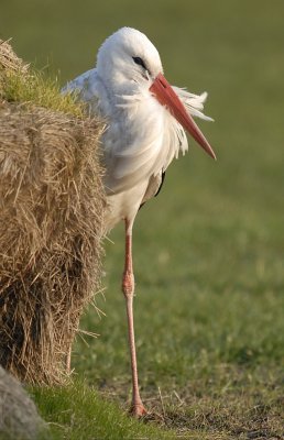 Ooievaar-White Stork