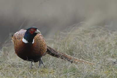 Fazant-Common Pheasant