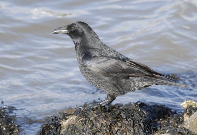 Zwarte kraai-Carrion Crow