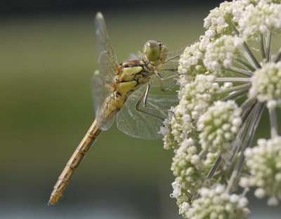 Steenrode heidelibel-Vagrant Darter