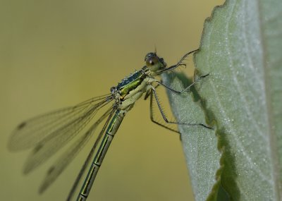 Tengere pantserjuffer-Small Spreadwing