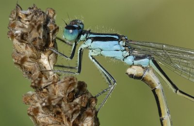 lantaarntjes-Bleu tailed Damselfly