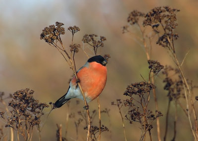 Goudvink -Bullfinch