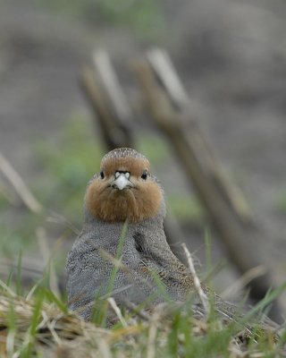 Patrijs-.Grey Partridge.