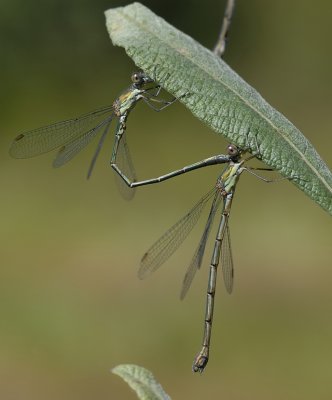 Houtpantserjuffer-Green Emerald Damselfly
