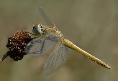Zwervende heidelibel-Red-veinid Darter