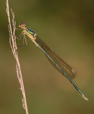 Tengere pantserjuffer-Small Spreadwing