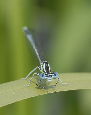 blauwe breedscheenjuffer-White-legged Damselfly