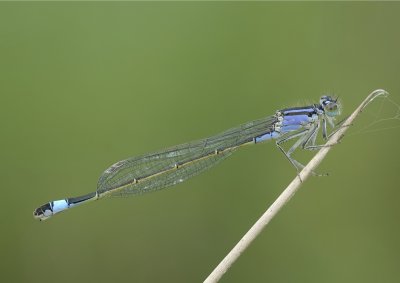 lantaarntjes-Bleu tailed Damselfly