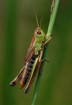 Krasser-Meadow grasshopper