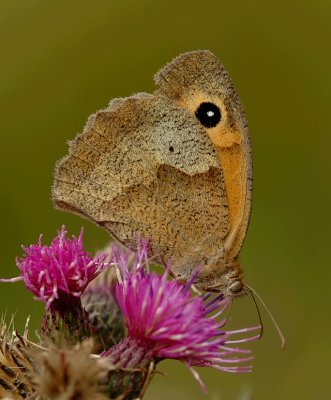 Bruin zandoogje-Meadow brown