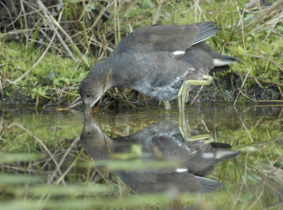 Waterhoen-Moorhen